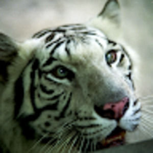 Meet your Posher, Devinespirit92